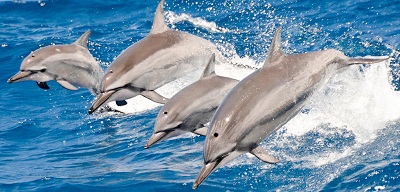 Dolphin & Whale Watching Tour In Waianae Honolulu